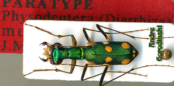 http://www.gorodinski.ru/cicindela/Physodeutera murzini.jpg